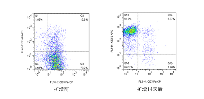 体外扩增的NK细胞流式结果