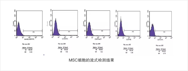 MSC细胞的流式检测结果